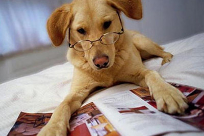 Есть ли у животных разум?