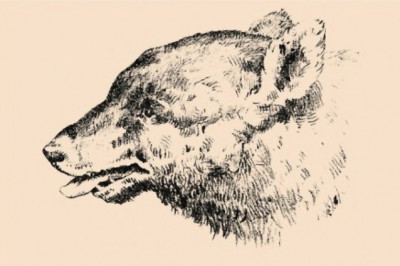 Над этими оптическими задачками 1880 года многие до сих пор ломают голову