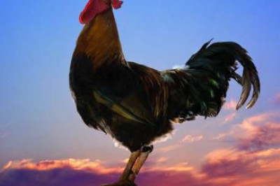 Почему петухи кукарекают по утрам?