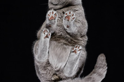 Под котом. Необычный взгляд на котофото