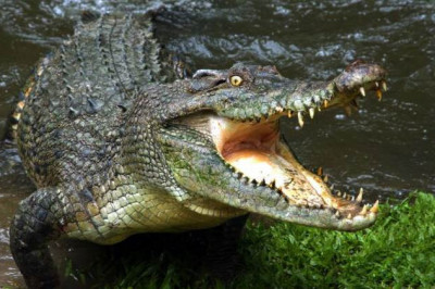 Интересные факты о крокодилах