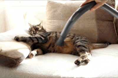 Оказывается, существует всего 4 типа кошачьих характеров