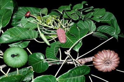 Динамитное дерево  - что это? 