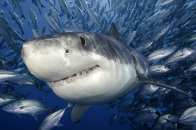 Интересные факты об акулах