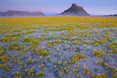  Цветущая пустыня
