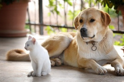 Почему собаки и кошки не любят друг друга?