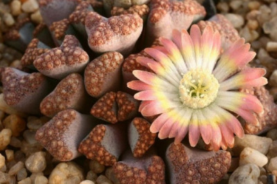 Цветущие камни