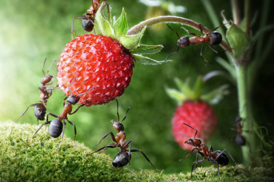 Интересные факты о трудолюбивых насекомых