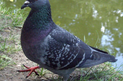 Почему голуби при ходьбе кивают головой?