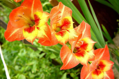 Любопытные факты о цветах