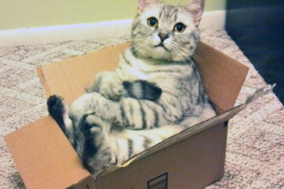 Чем объясняется любовь кошек к коробкам?