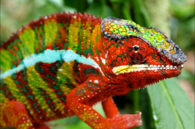 Почему хамелеон такой красочный?