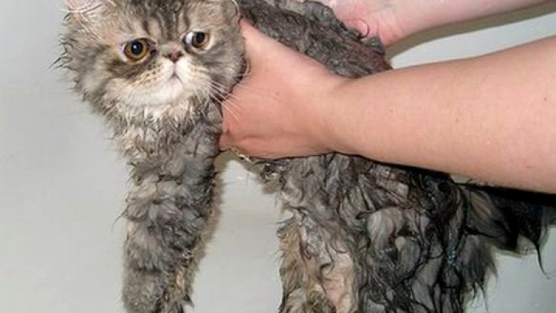 Почему кошки так не любят воду?