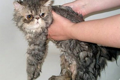 Почему кошки так не любят воду?