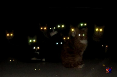 Как кошки видят в темноте?