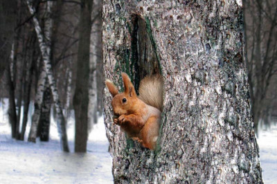 Как образуются дупла?