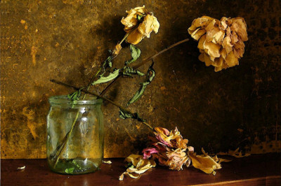 Почему нельзя хранить засушенные цветы в доме?