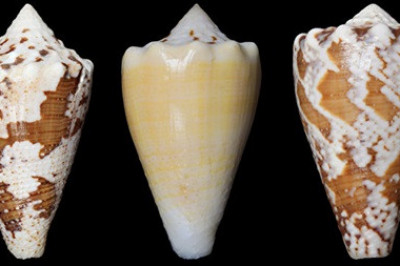 В природе найдена замена морфию