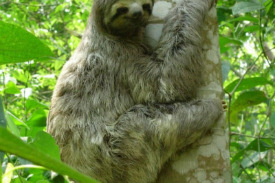 Ленивцы ленивы?