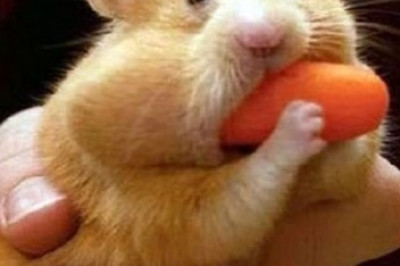 Почему у хомяка пухлые щеки?