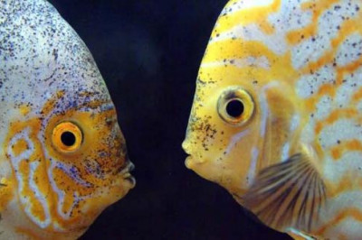 На самом ли деле рыбы могут кашлять?