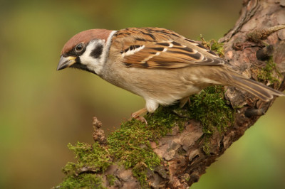 Воробьи как хитрые и дерзкие птицы