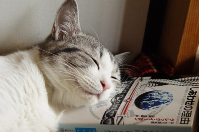 Почему кошки так много спят?