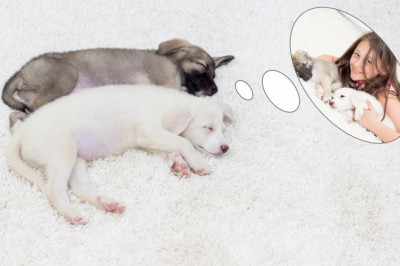 Снятся ли собакам сны?