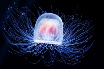 На Земле найдены бессмертные существа? 