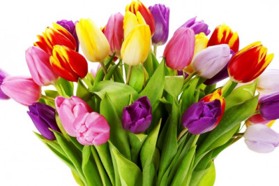 Почему тюльпаны считаются королевскими цветами?