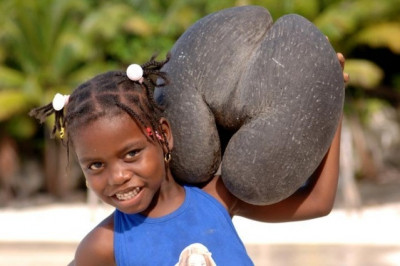 Коко-де-мер- что это такое?