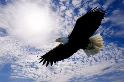 Кто из животных обладает самыми зоркими глазами?