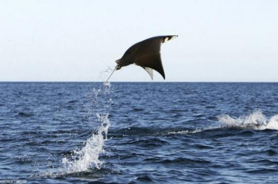 Кто такие морские дьяволы?