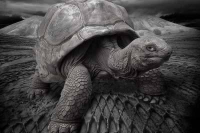 Кто является долгожителем среди животных?