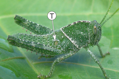 У кого уши находятся на конечностях?