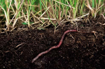 Какую пользу приносят земляные черви?