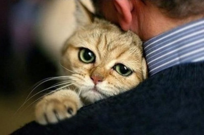 Когда были одомашнены кошки?