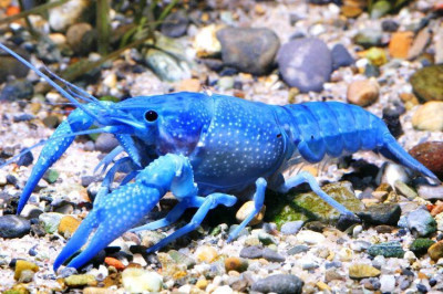 У кого кровь голубая?