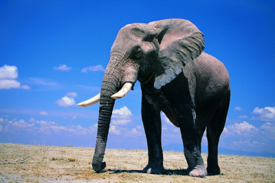 Зачем слону хобот?