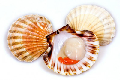 Кто такие гребешки?