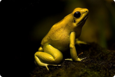 Самая ядовитая лягушка в мире