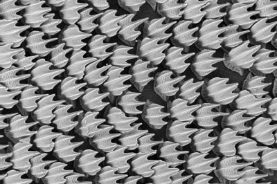 У каких животных кожа состоит из зубов?