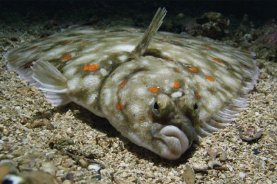 Удивительная и странная рыба камбала