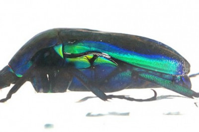 Имеются ли у насекомых внутренние органы?