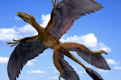 Как появились первые птицы на Земле?