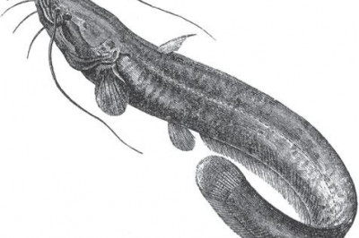 Какую рыбу зовут котом-рыбой?