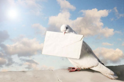 Как работали раньше почтовые голуби?