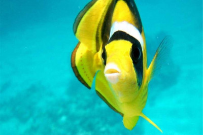 Как видят рыбы?