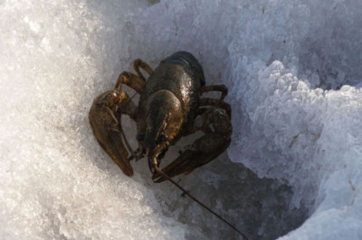 Где раки зимуют?