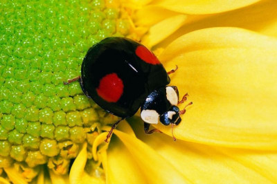 Что обозначают точки на божьей коровке? 